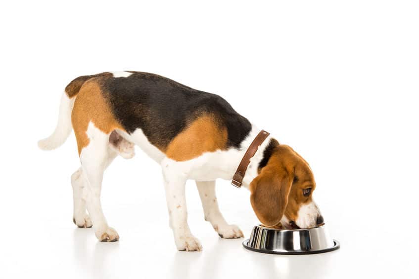 Is Your Dog a Little Pushy About His Food?
