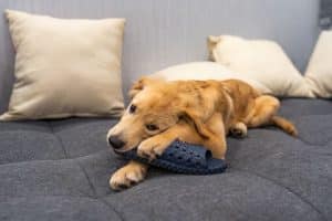 Golden chewing on a flip flop