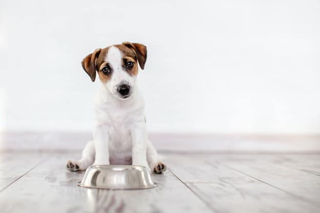 When to Feed Your Dog